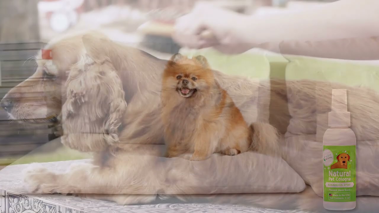 No More Pet Odors: Transform Your Home with Pet Fragrance