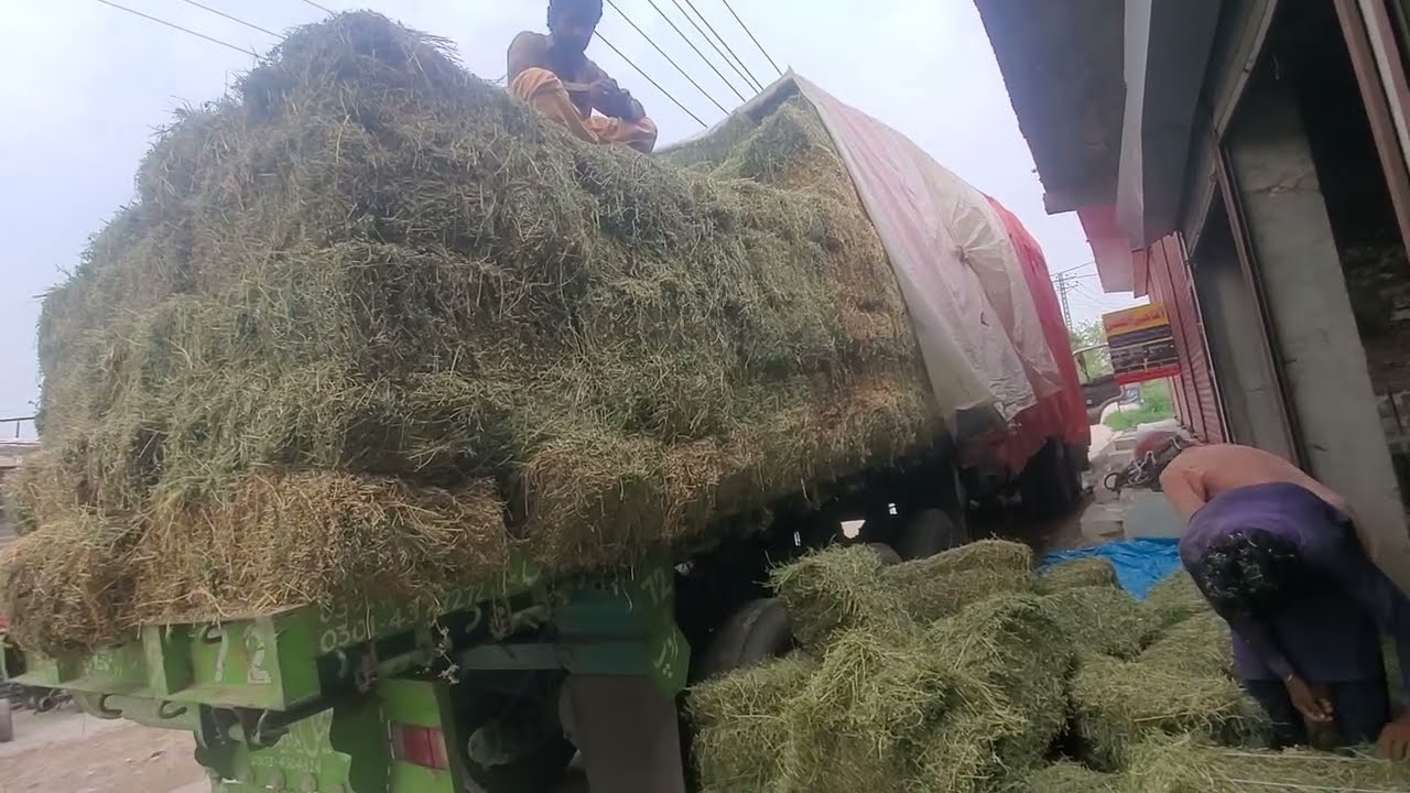 alfalfa hay in Rawalpindi Pakistan available sale tazi sa Jari ha alfalfa hay 03220966288