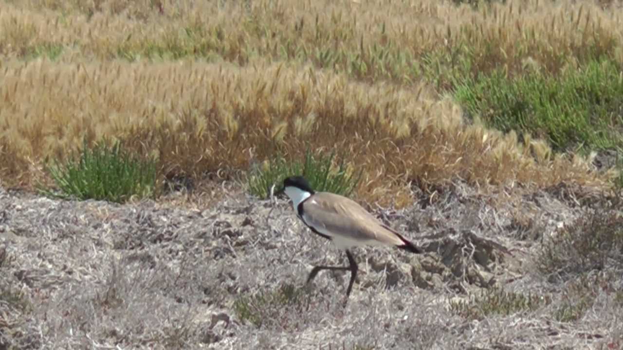 Birdwatching in Kos May 2012