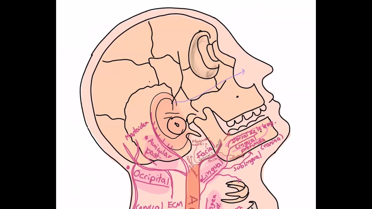 Anatomía. Repaso de primer parcial. Arterias, venas y nervios de cabeza y cuello.