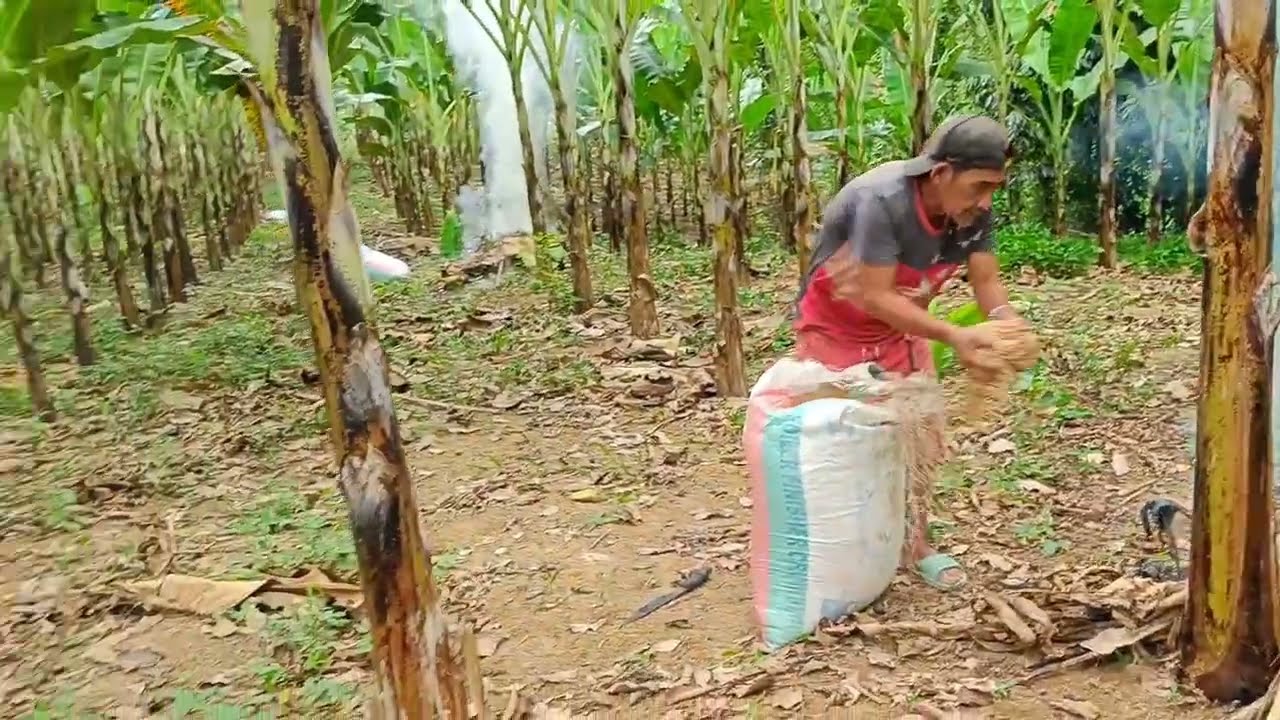 Pag kontrol ng sakit ng saging lakatan
