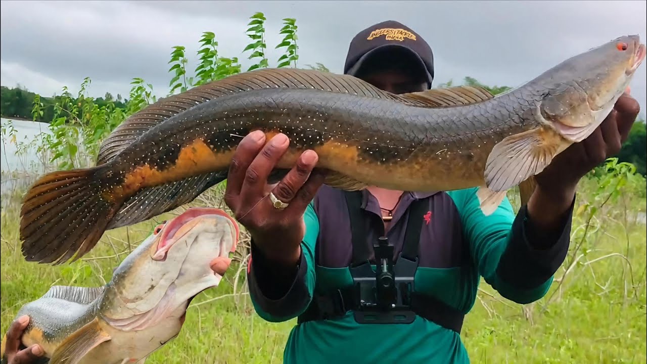 Big size snake head #hunting river side #fishing #fish #trending #viral