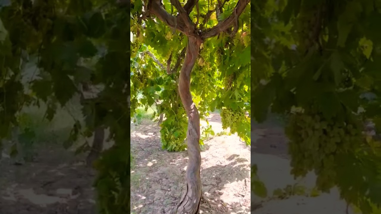 The largest grape farm in Asia | Angoor ka farm