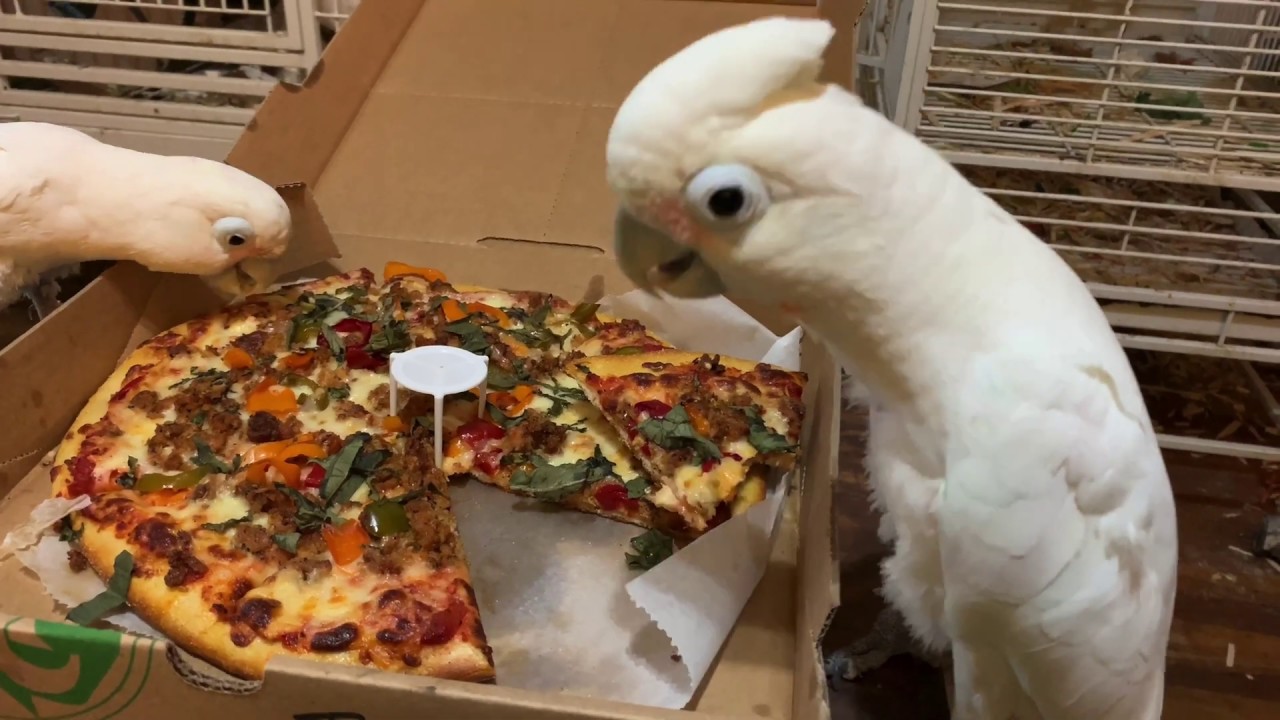 Gotcha Day pizza party - 20 years with Boo my goffins cockatoo!