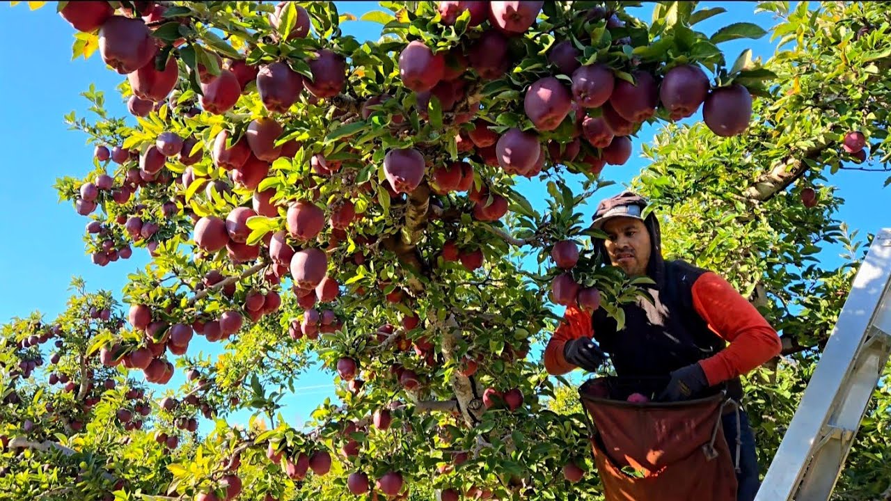 1300 Por semana estoy ganando  cortando estas manzanas 🍎 