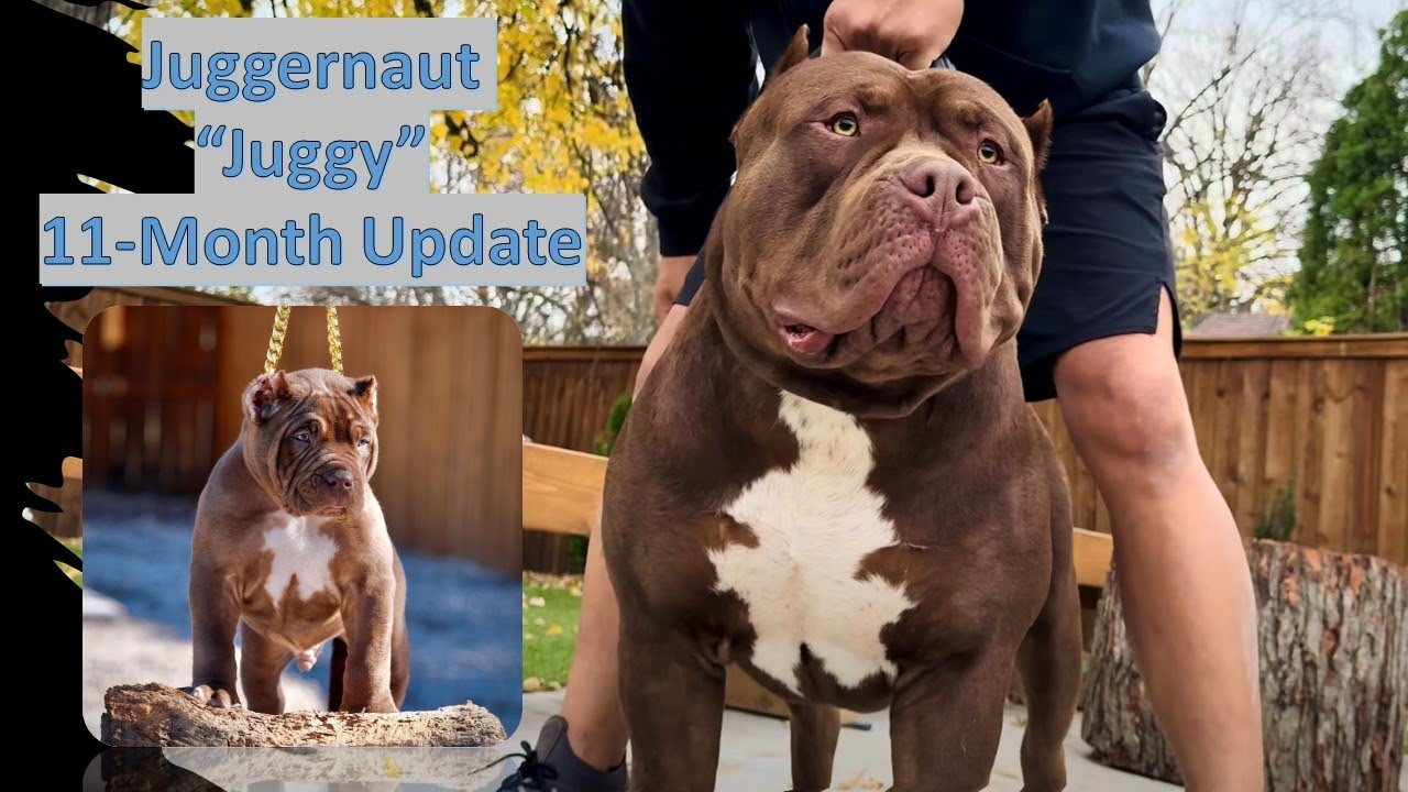Juggernaut 11-Month Update | 3 Early Lock-in Reservations Opening Up Dec 2024 | American XL Bully