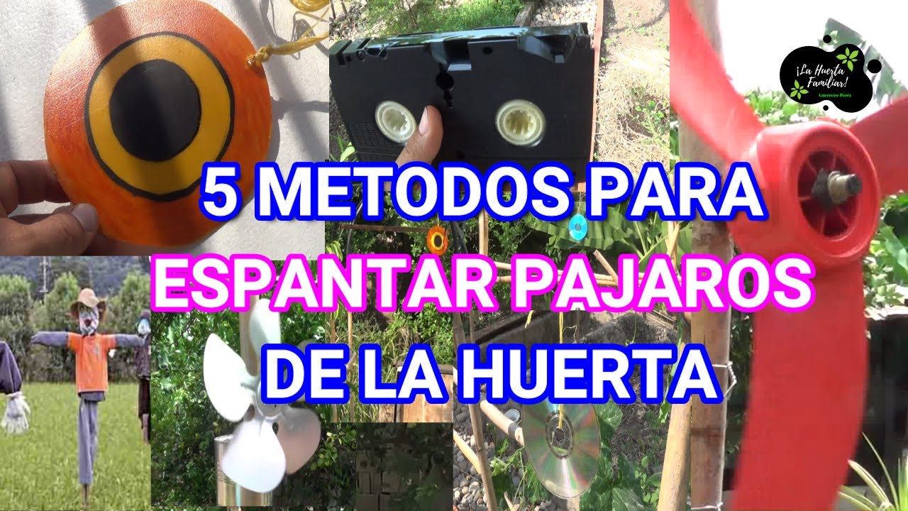 COMO AHUYENTAR LAS AVES // 5 MÉTODOS PARA ESPANTAR PÁJAROS  DE LA HUERTA ,SIN HACERLES DAÑO. 🐦🦅🦜