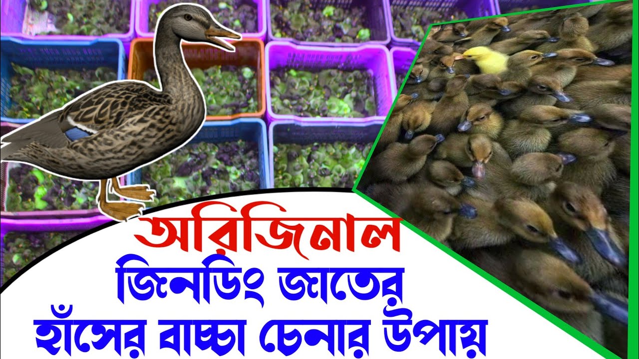 ডিমের রানী অরিজিনাল জিনডিং/ঝিনুক জাতের হাঁসের বাচ্চা চেনার উপায় / mitu duck farm /has palon