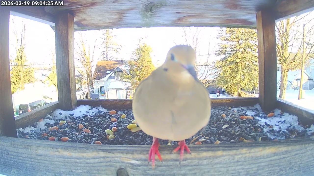Daily Birdfeeder Highlight Reel (Thursday)