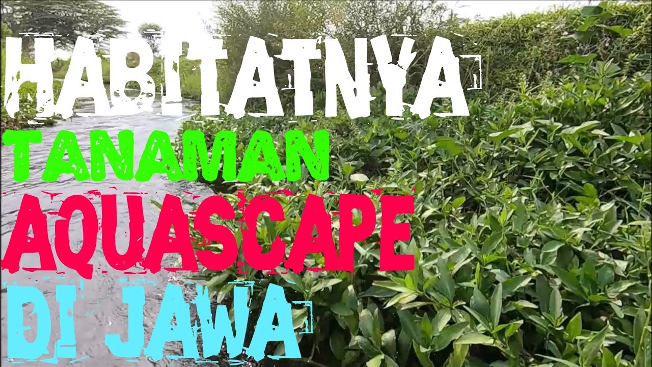 Habitat Tanaman Aquascape di Jawa | Hygrophila Corymbosa Javaensis