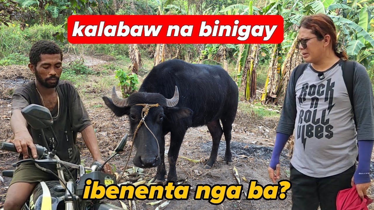 NAKAKATUWA KALABAW NA SI JULIE ANG TABA AT ANG LAKI NA😍