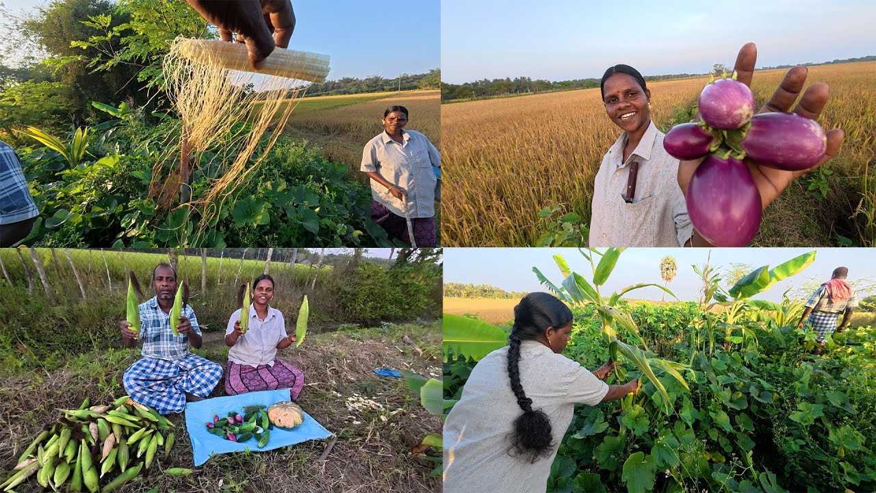 எங்களை ஏமாற்றிய சோளம் / எங்கள் தோட்டத்தில் அறுவடைக்கு தயாரான காய்கறிகள் மற்றும் நெல்