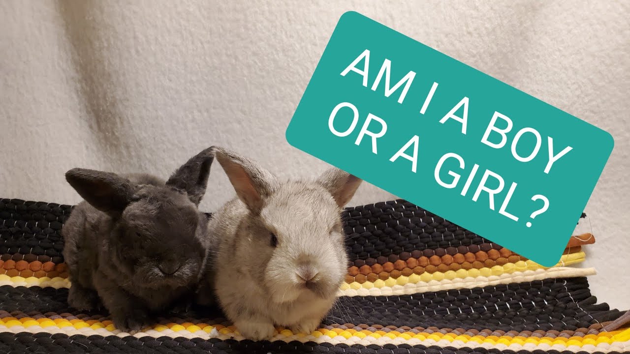 SEXING 1 MONTH OLD BABY BUNNIES