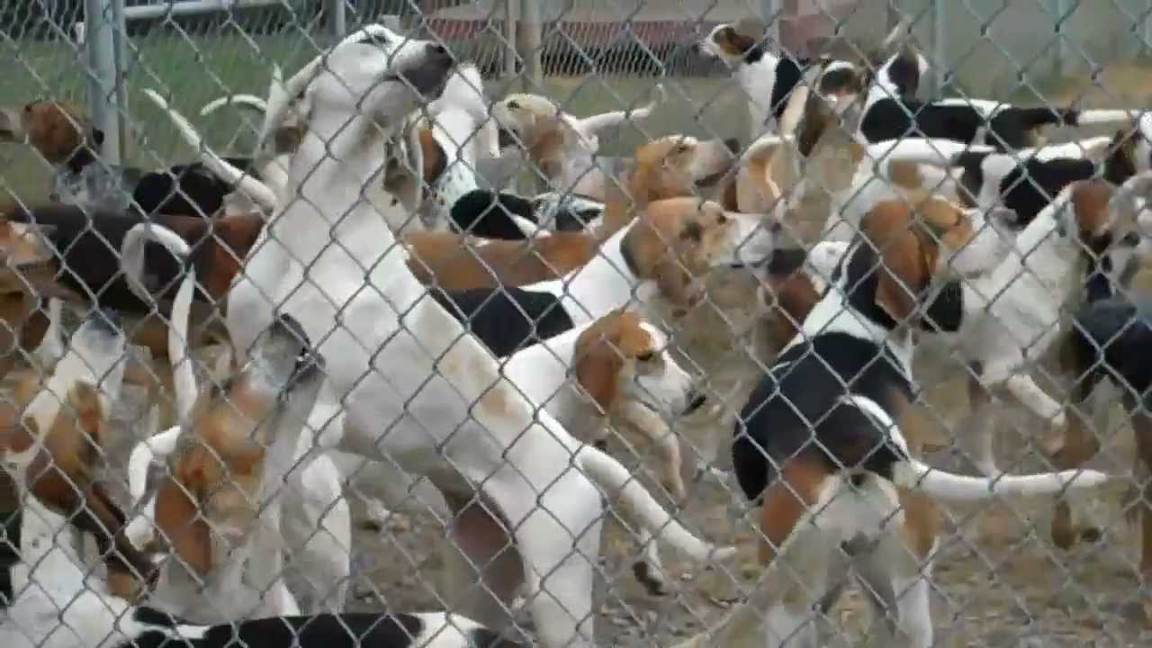 Foxhounds Sound Off