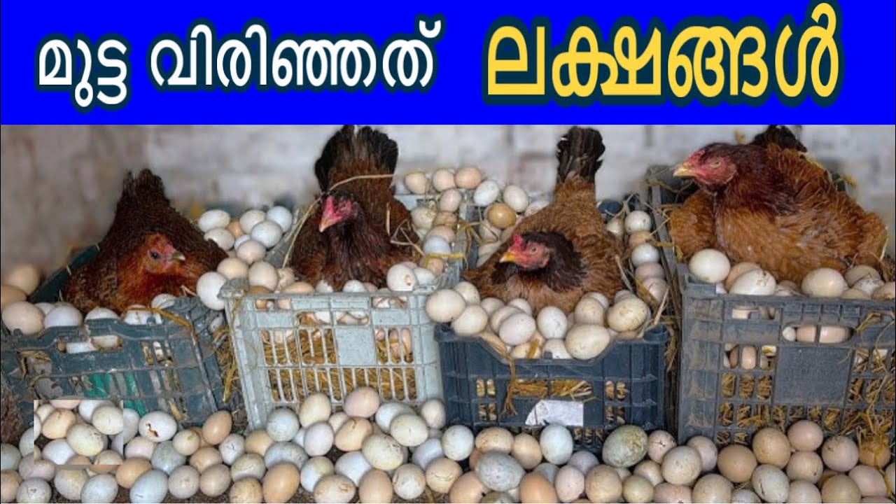 നാടൻ കോഴികൾ വിരിയിച്ചത് ലക്ഷകണക്കിന് കുഞ്ഞുങ്ങളെ 