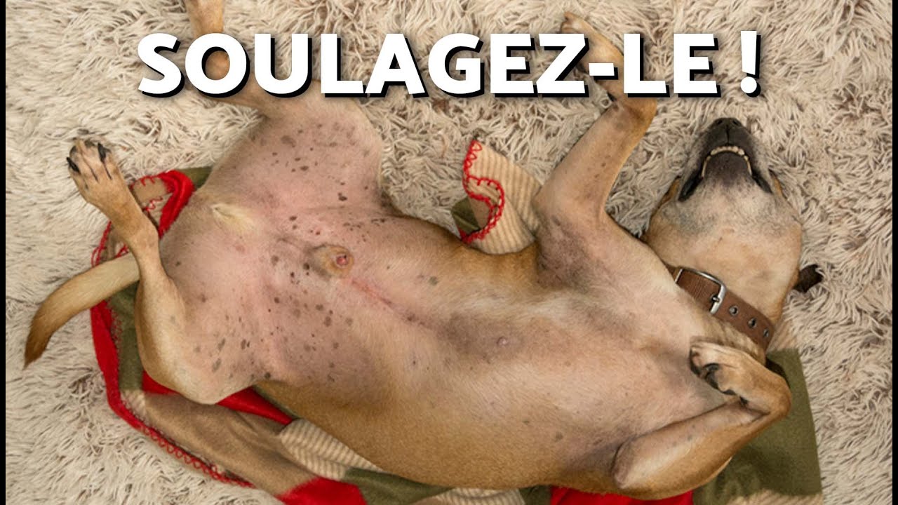 8 REMÈDES pour SOULAGER L'ESTOMAC d'un CHIEN 🐕💨 Donnez-lui ça !