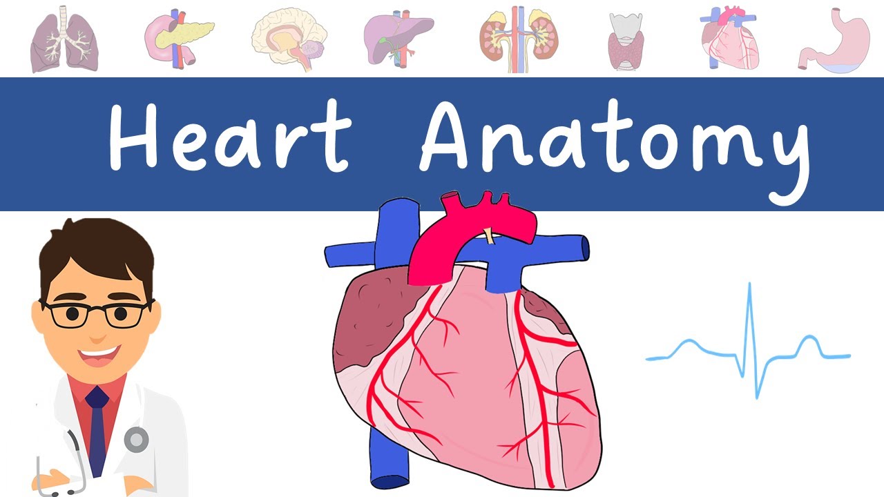Heart Anatomy | MADE EASY!