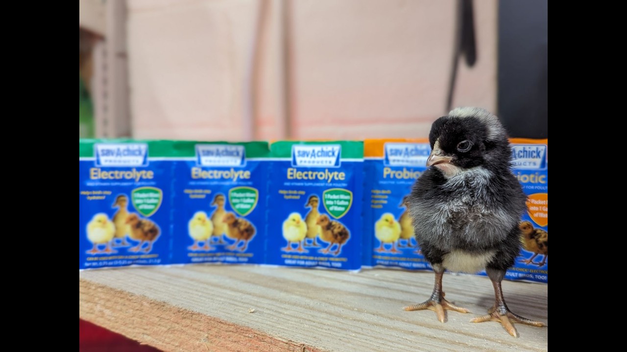 Behind the Scenes: Chick Day at the Feed Store