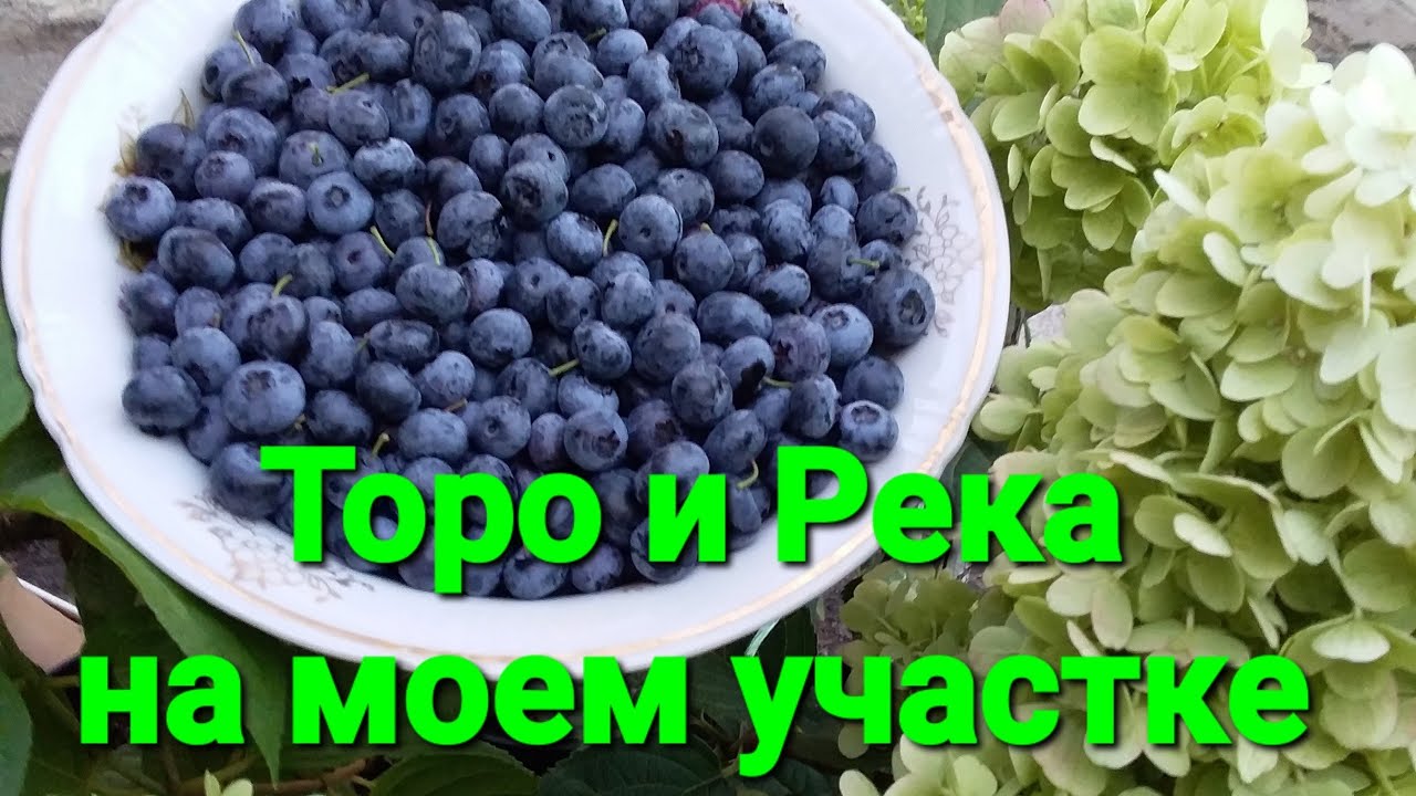 Голубика Торо и Река. Оценка сортов.