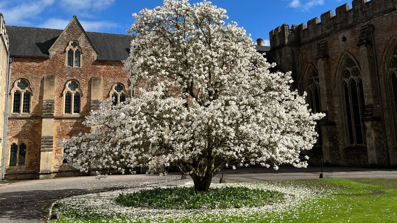 The Magnolia Tree at The Bishop's Palace