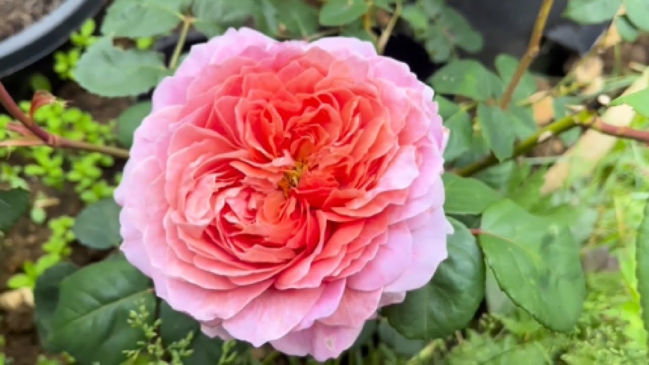 Garden Tour Mid June - Kordes/David Austin and Old Roses