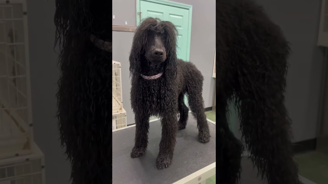 Pampering my poodle puppy!