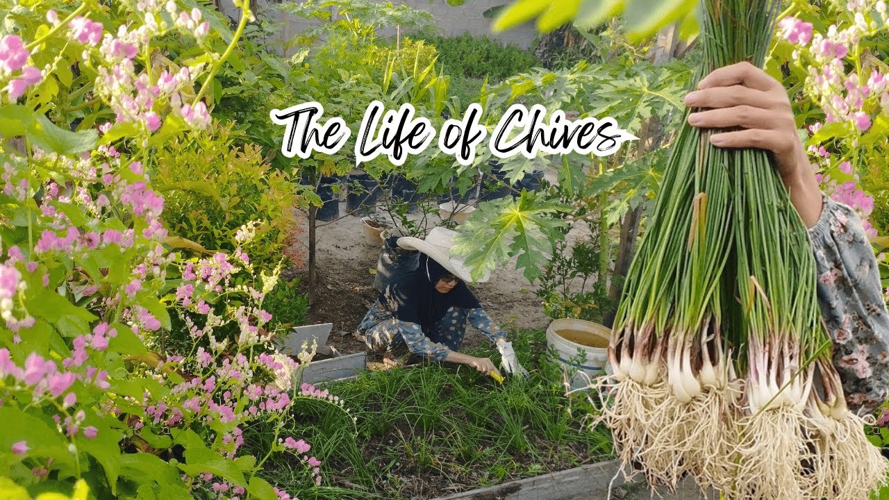 The Life of Chives | Kehidupan Bawang Batak Lokio | Tanam Bawang Batak Hingga Panen | Hobi Jadi Cuan