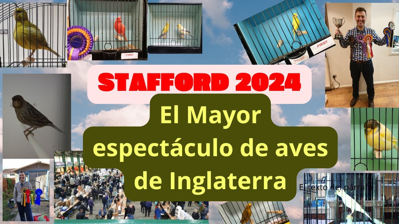 STAFFORD 2024, LA GRAN FIESTA DE LAS AVES EN INGLATERRA
