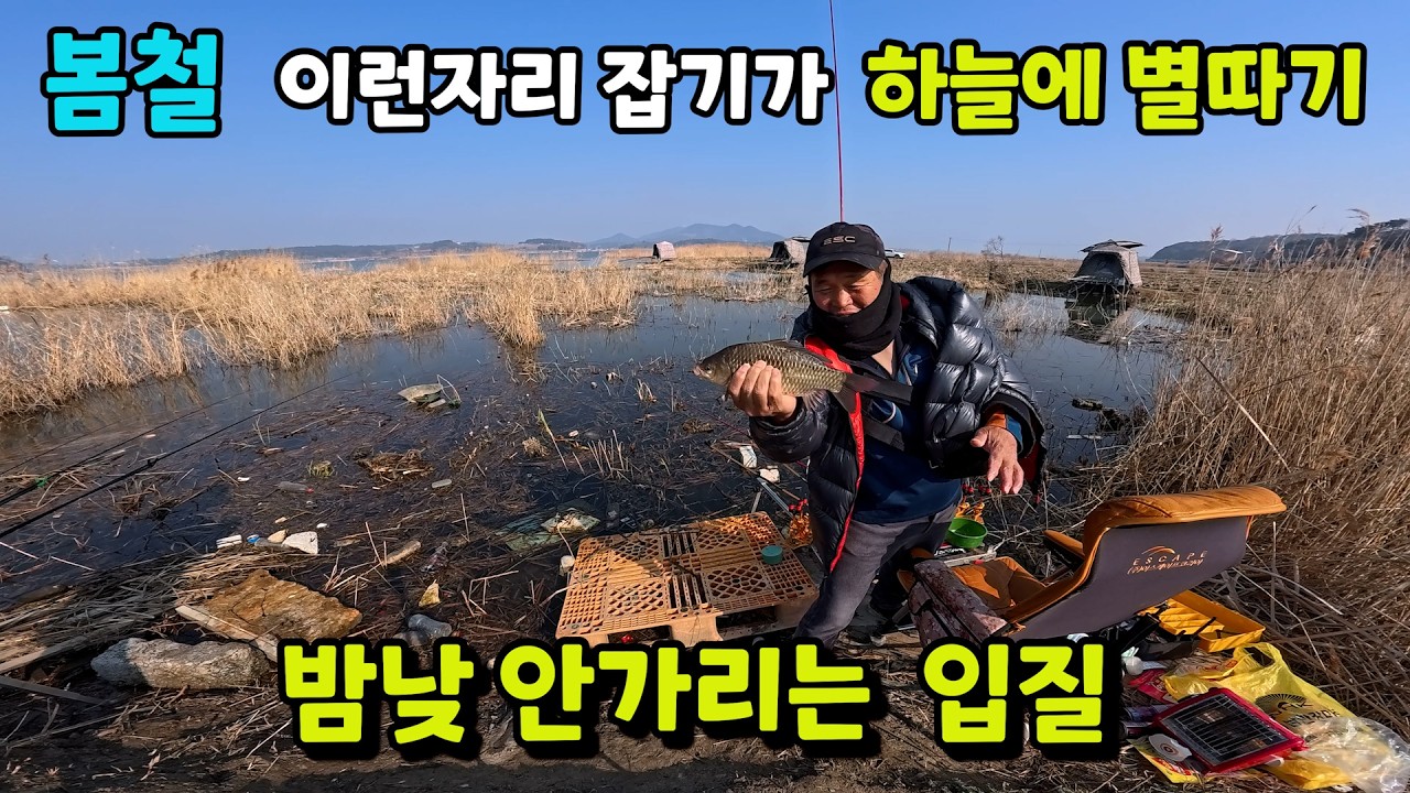 대호만  운좋은 출조길   바로 이맛이야 #붕어낚시#대물붕어#대호만출조