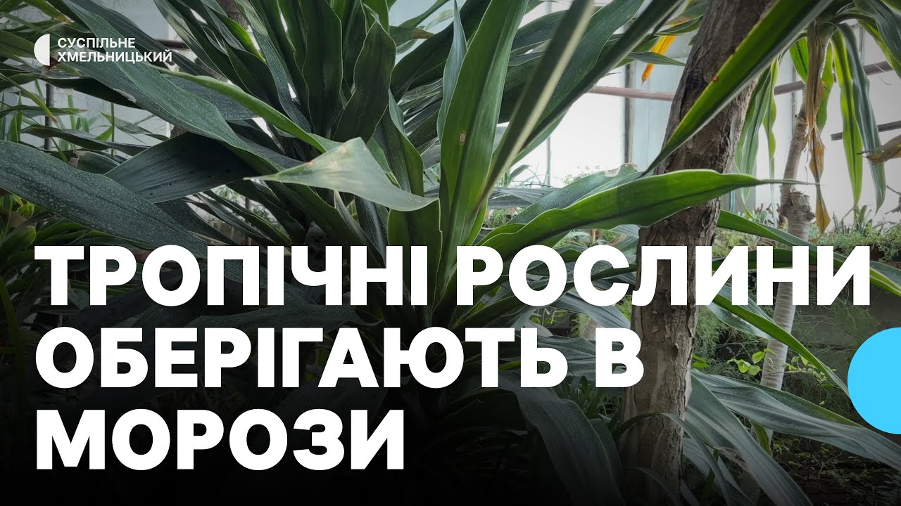 Умови для сотень рослин з різних кліматичних зон підтримують взимку в ботанічному саду Кам'янця
