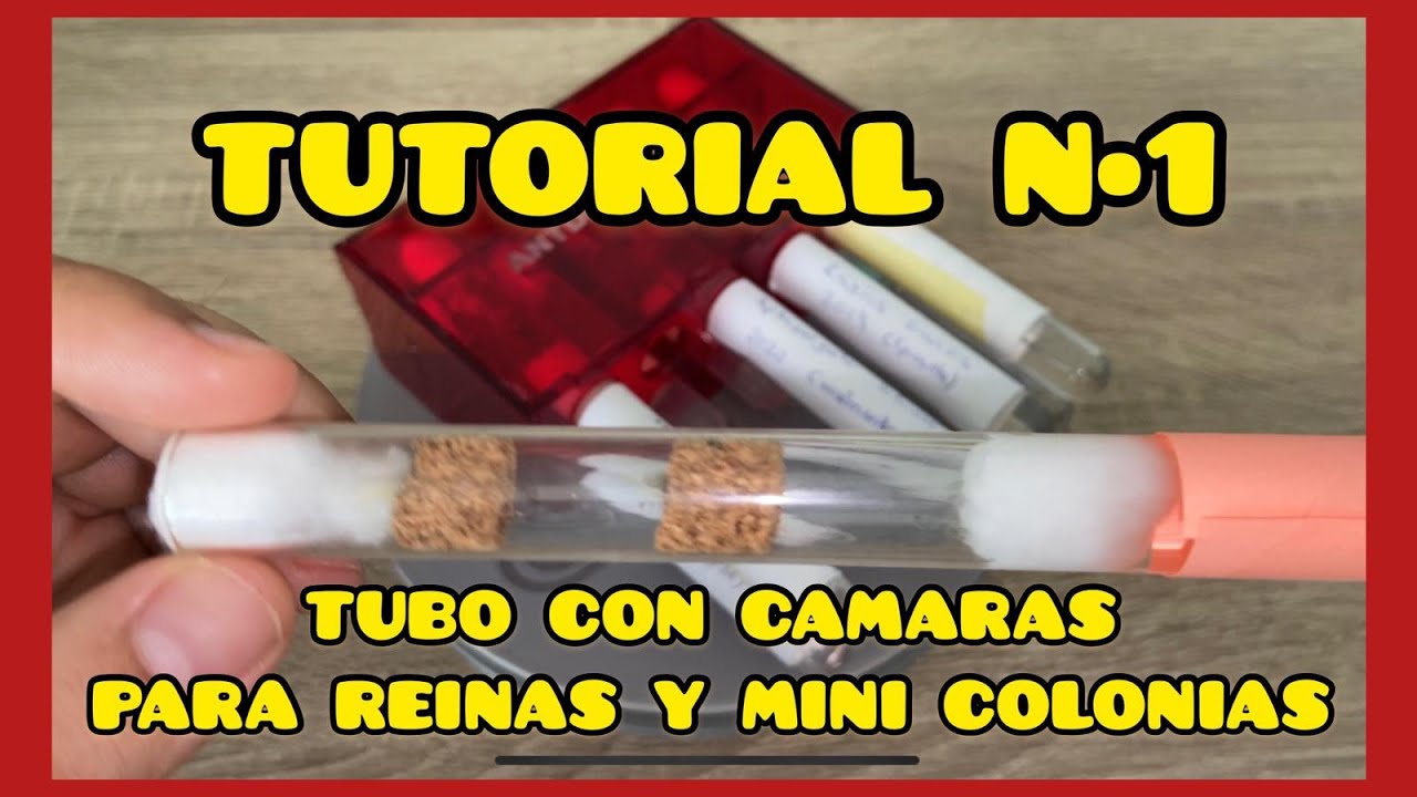 COMO CRIAR HORMIGAS/TUTORIAL Nº1: PREPARAR TUBOS CON CÁMARAS PARA REINAS Y MINI COLONIAS DE HORMIGAS
