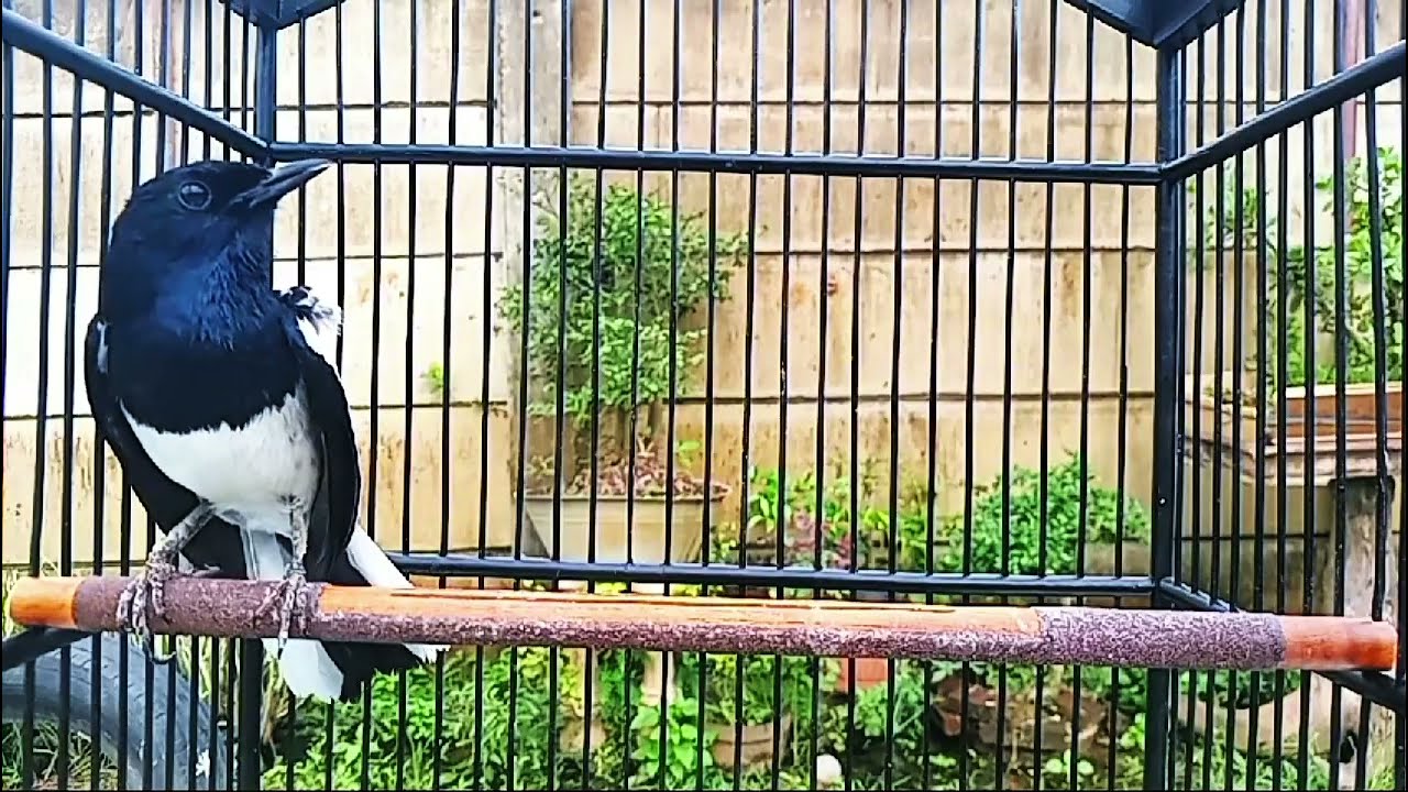 Suara kacer gacor pancingan burung kacer bikin kacer konslet#kicaumaster#kacerngeplay#suaraburung