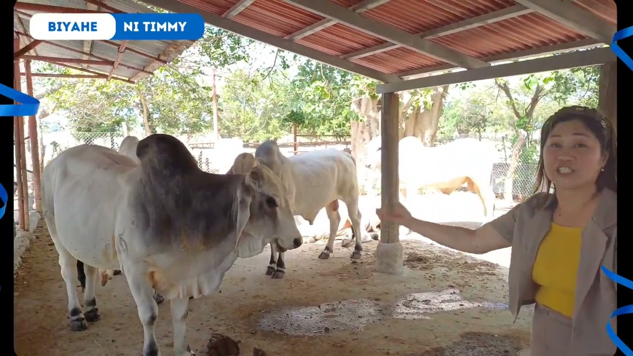 Biyahe Ni Timmy | Mga Bulls Ni Zobel, Binalikan Namin! @sollesgandangbuhay7228 @byaheniroger5254