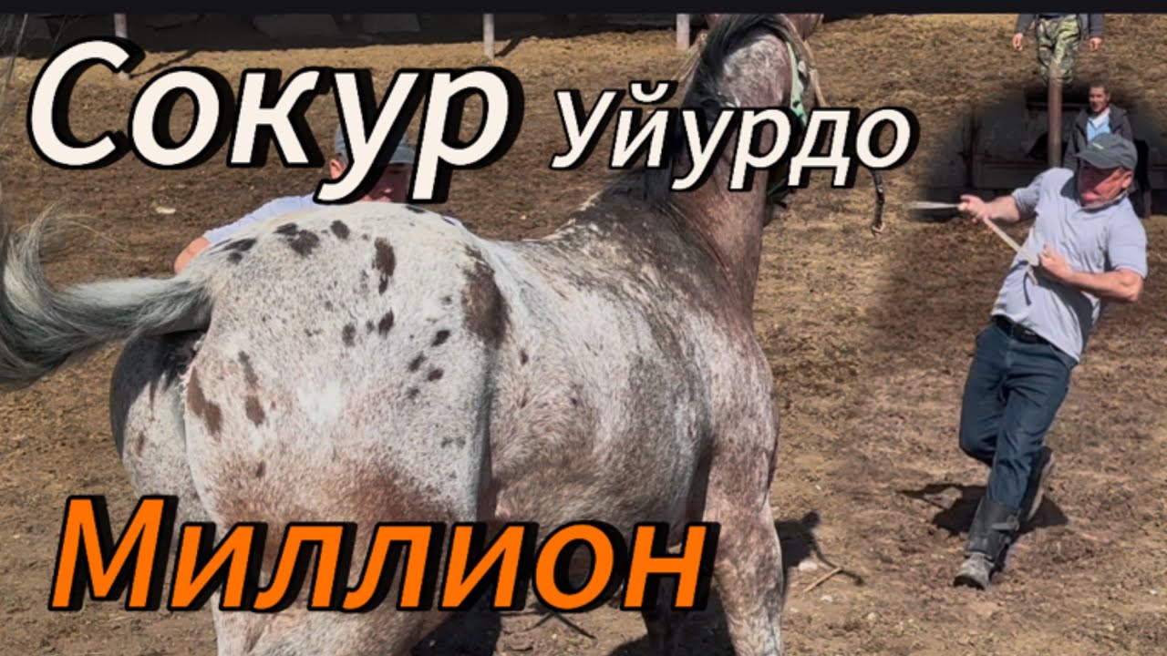 Сокур Миллион Ноокенде Уйурго коюлду