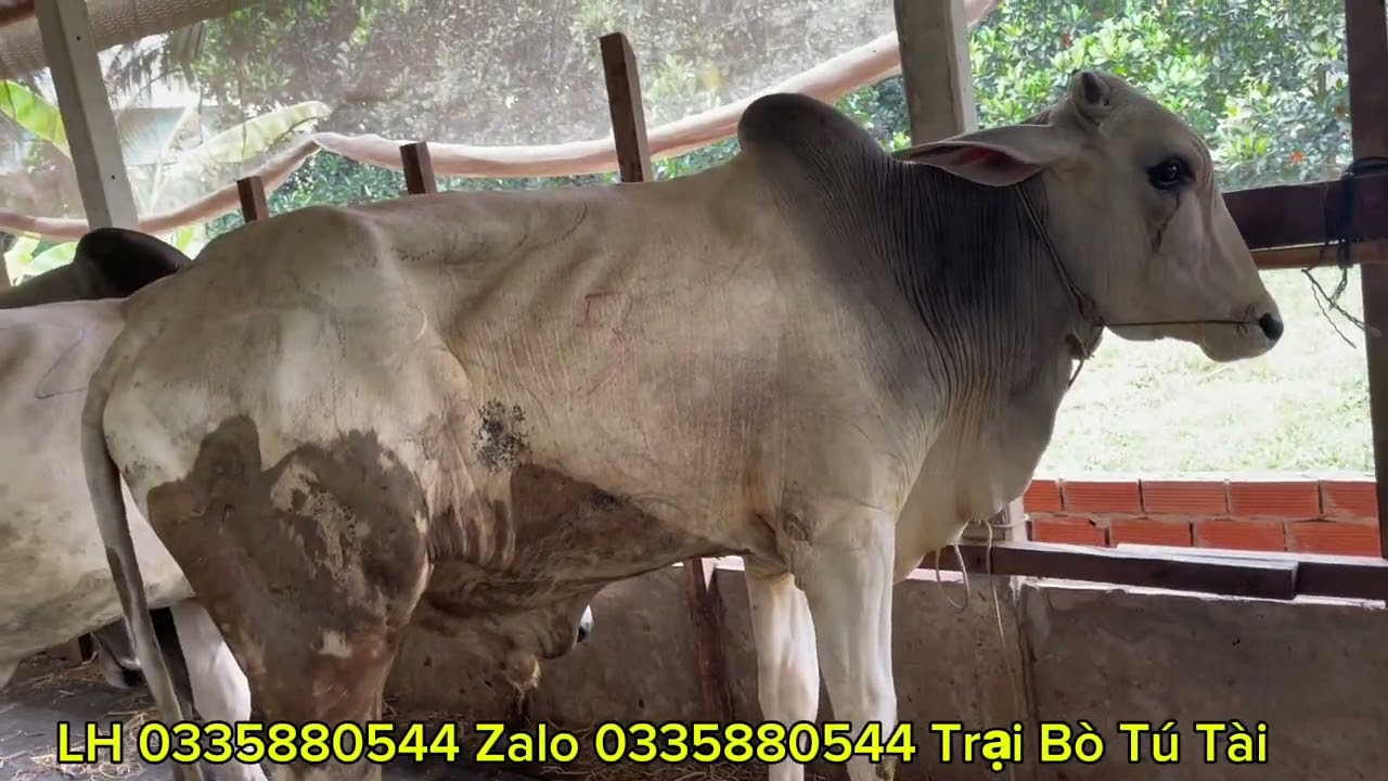 Trại Bò Tú Tài cập nhật lô bò mới ngày 7/3/2026