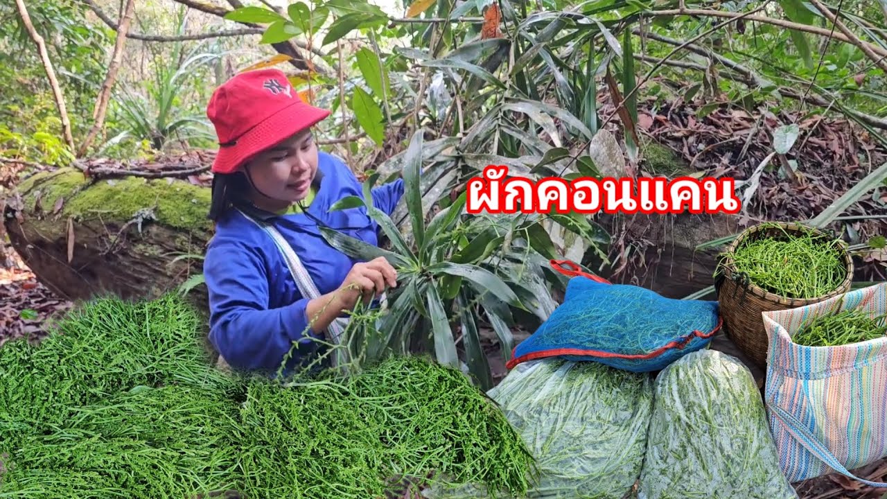 ฝนตก! ยังขึ้นเขาเก็บผักคอนแคนจ้า​ หมานอีกแล้วเริ่มยาวแล้วจ้า​ ผักป่าหายาก​ 27ก.พ.69