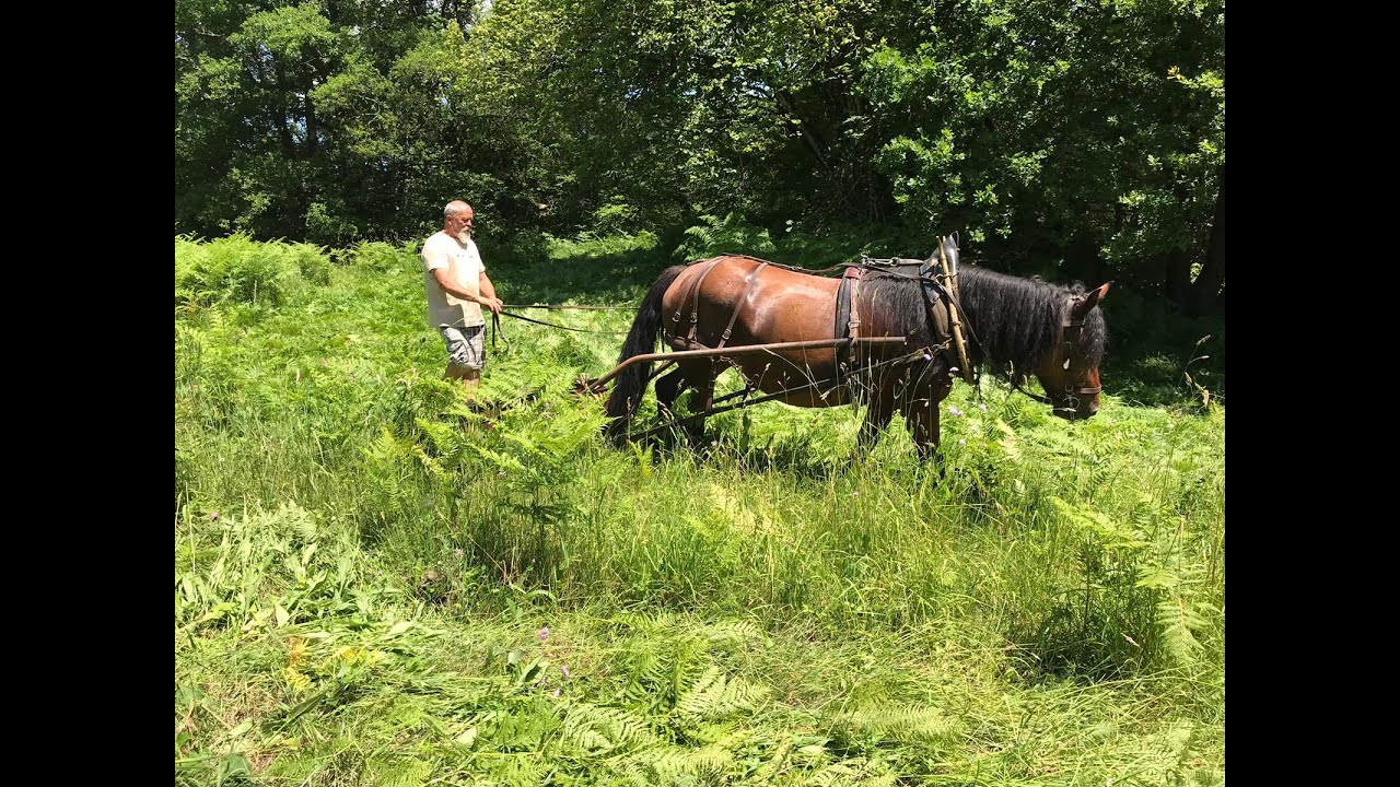 INSOLITE. Cantal : quand le cheval remplace le tracteur pour débroussailler