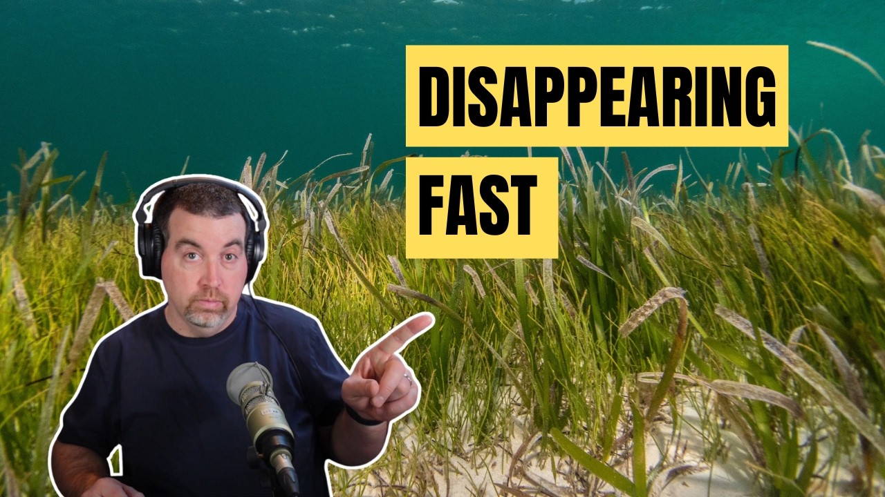 Ocean-Human Health Connection: Why This Disappearing Habitat Matters to You