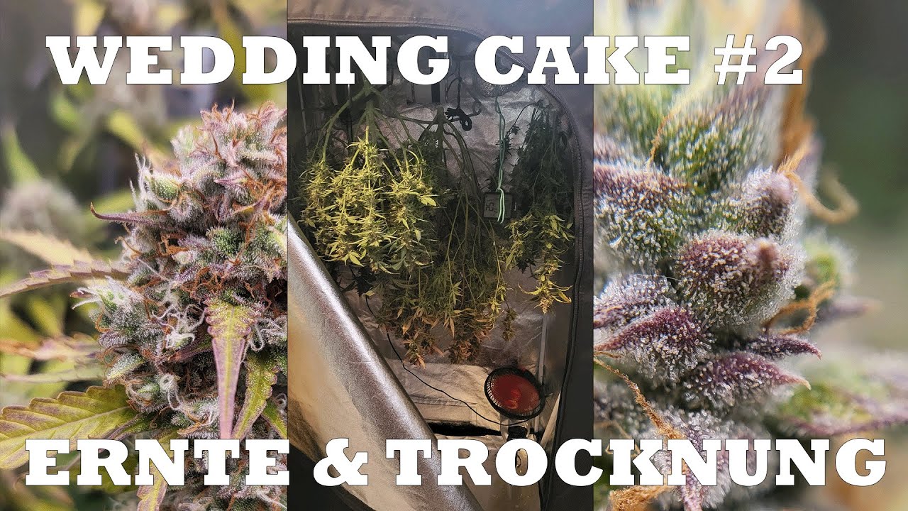 GrowUpdate #2: Zamnesia Automatic Wedding Cake (ERNTE & TROCKNUNG)