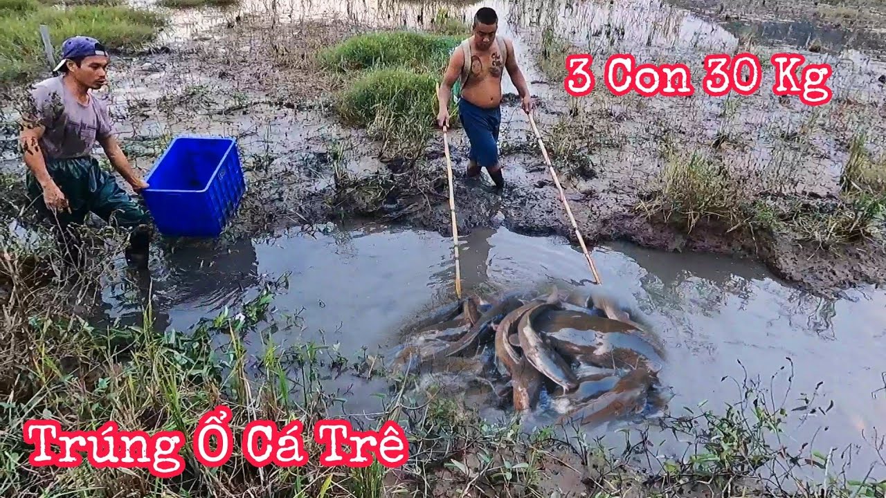 Ловля гигантского сома глубоко в грязи