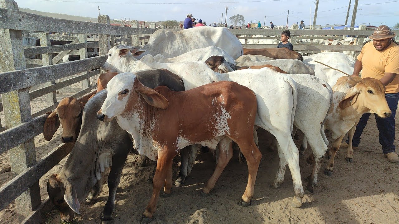 Feira de gado de Capoeiras-PE 30/01/26