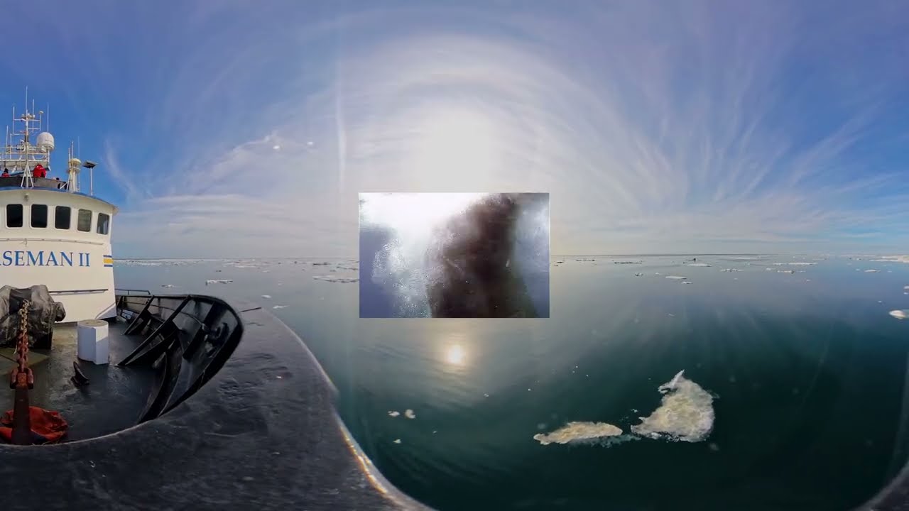 Guardians of the Ice: A 360° Dive into Pacific Walrus Research in Alaska
