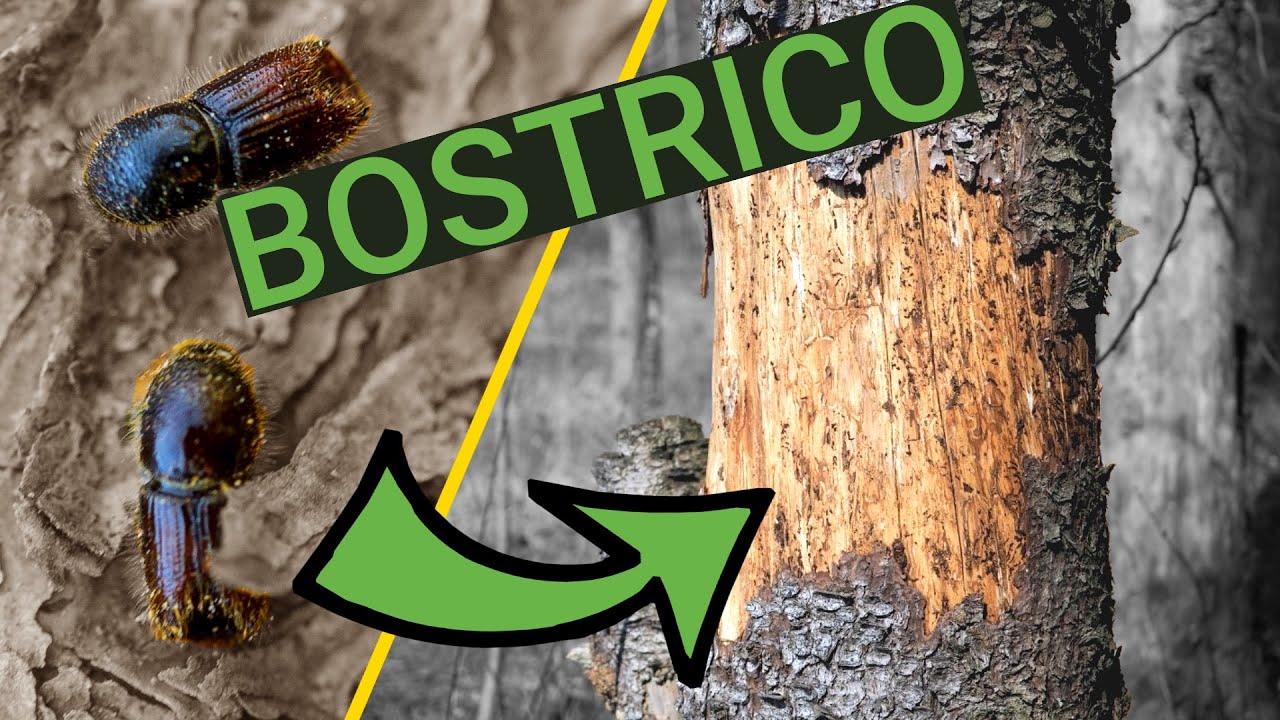 BOSTRICO il parassita delle FORESTE