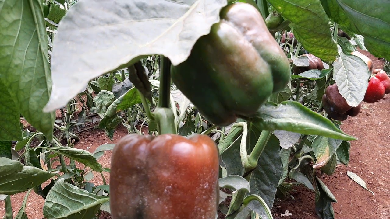 Deep dive into Panuka Sweet Pepper Production