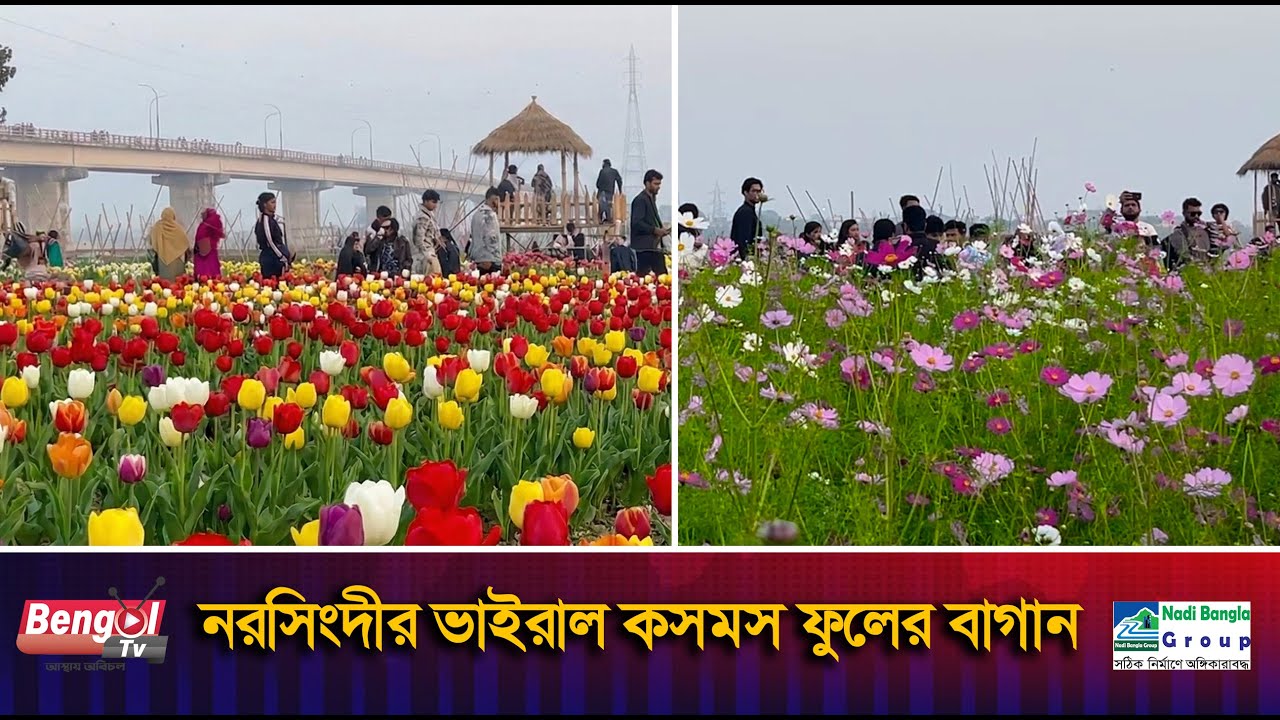 Viral Cosmos Flower Garden in Narsingdi Bengol tv