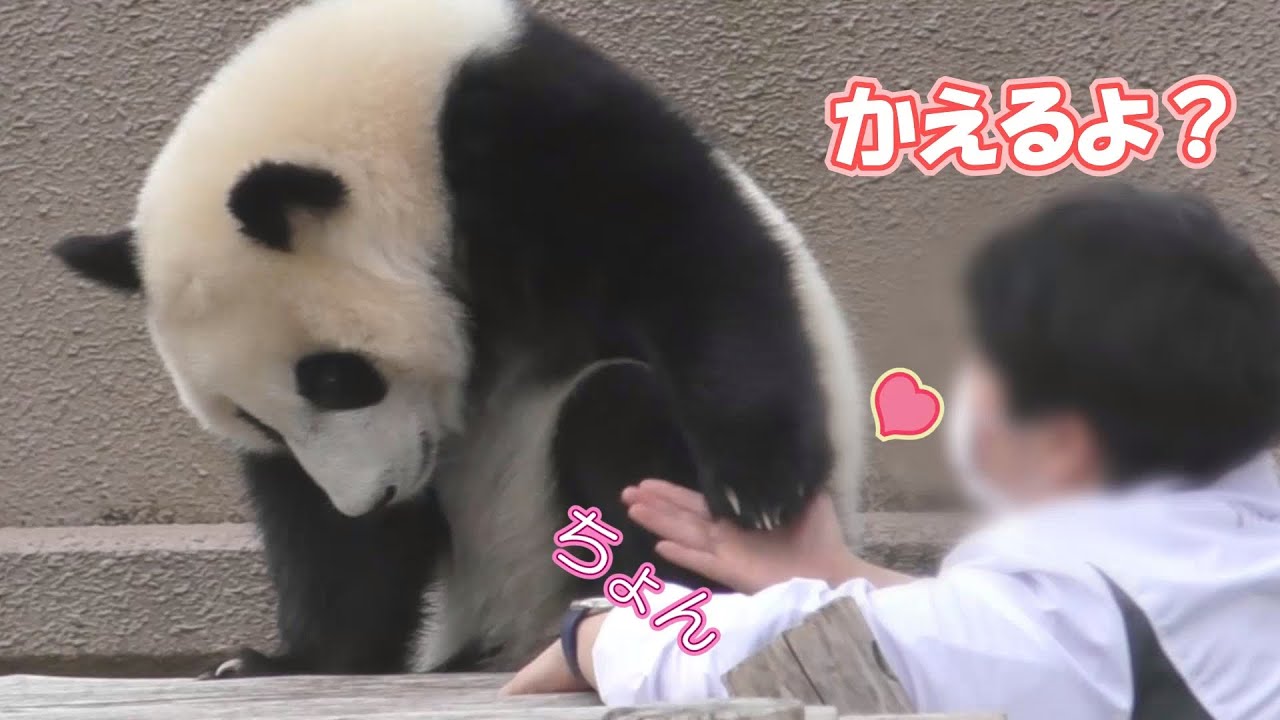【おててチョンチョン♥】楓浜🍁かわいく帰宅拒否ｗ【子パンダ】Giant Panda -Fuhin-
