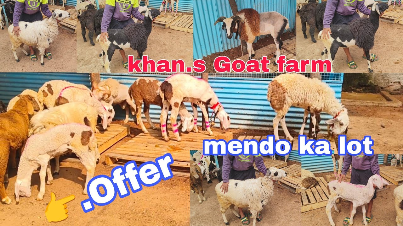 Chance ka lot Karnatak sheep ka hunter ke male female available in Hyderabad 