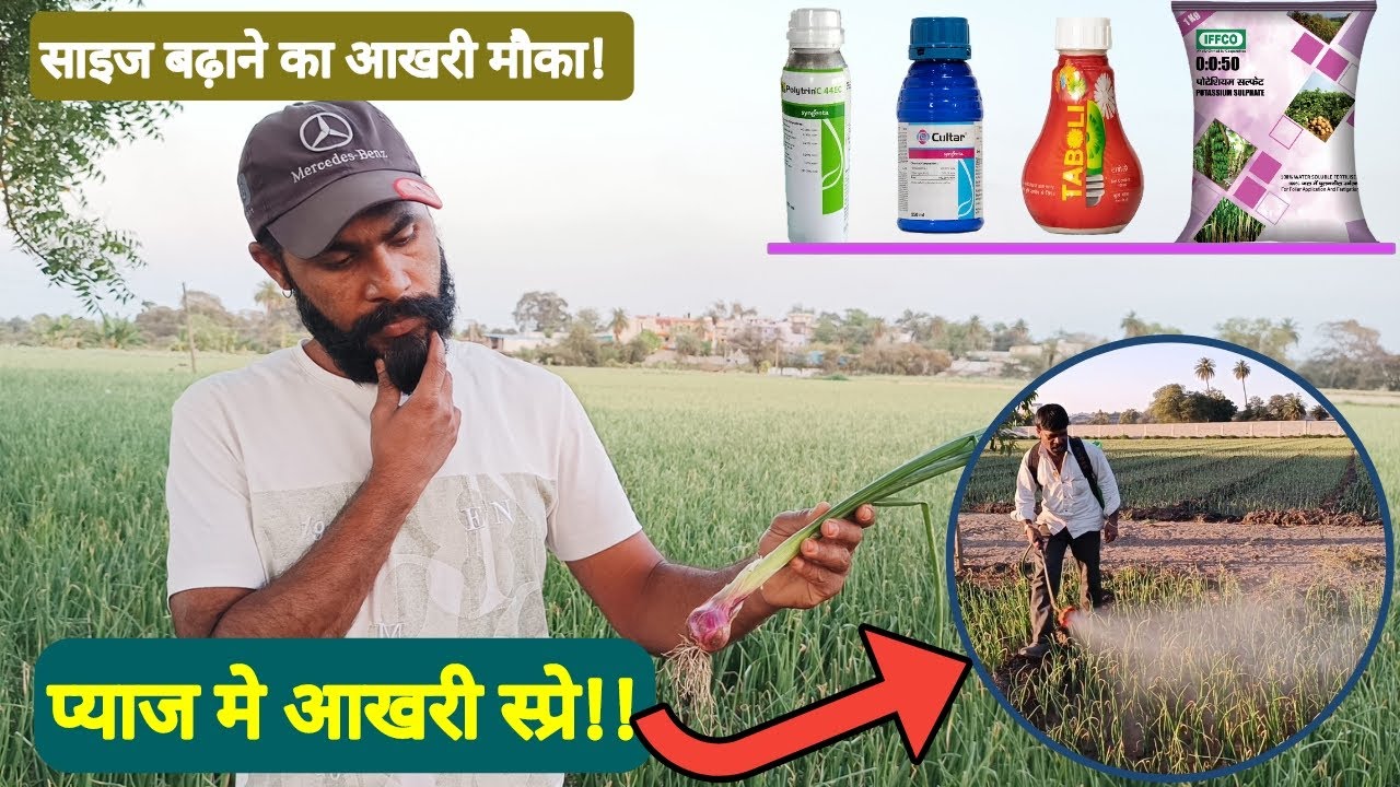 प्याज मे आखरी स्प्रे | 0050 | Cultar | Taboli | Pyaj me last spray kya kre | #pgr #0050