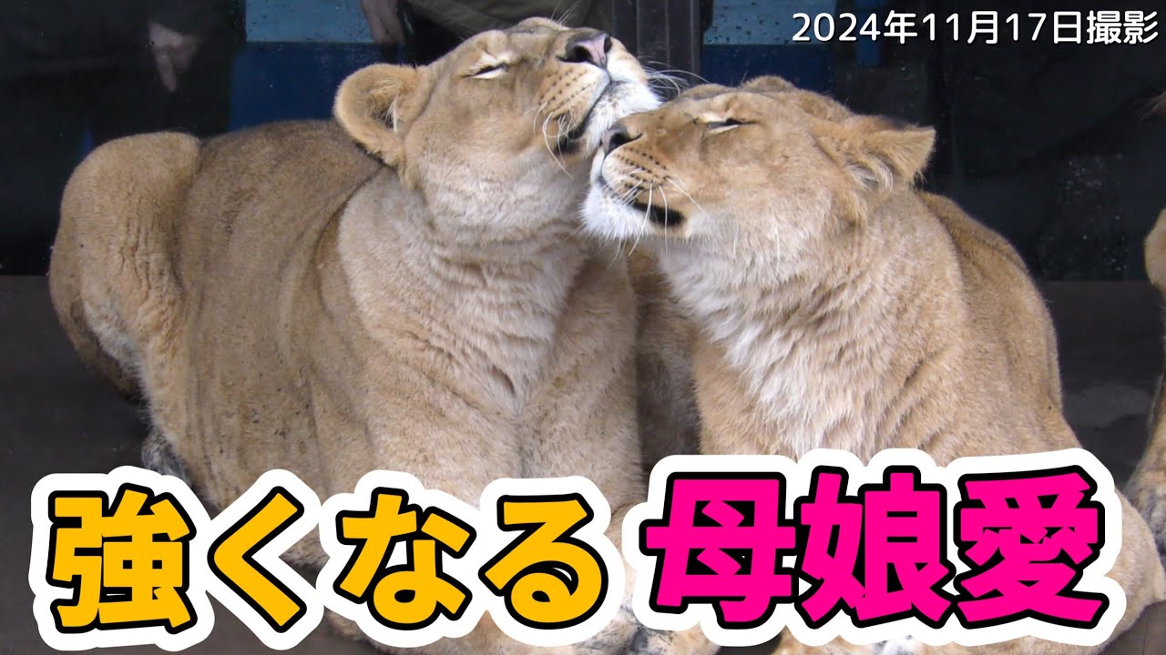 《旭山動物園ライオン＆トラ》空虚感から怒りへ変わるイオ。寄り添う娘レイの母娘愛/オリトイオ＆ザリアファミリーvol590/mom change to anger.Lion＆Tiger Life