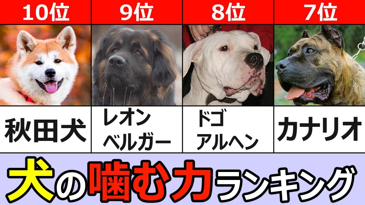 犬の咬合力ランキングTOP10
